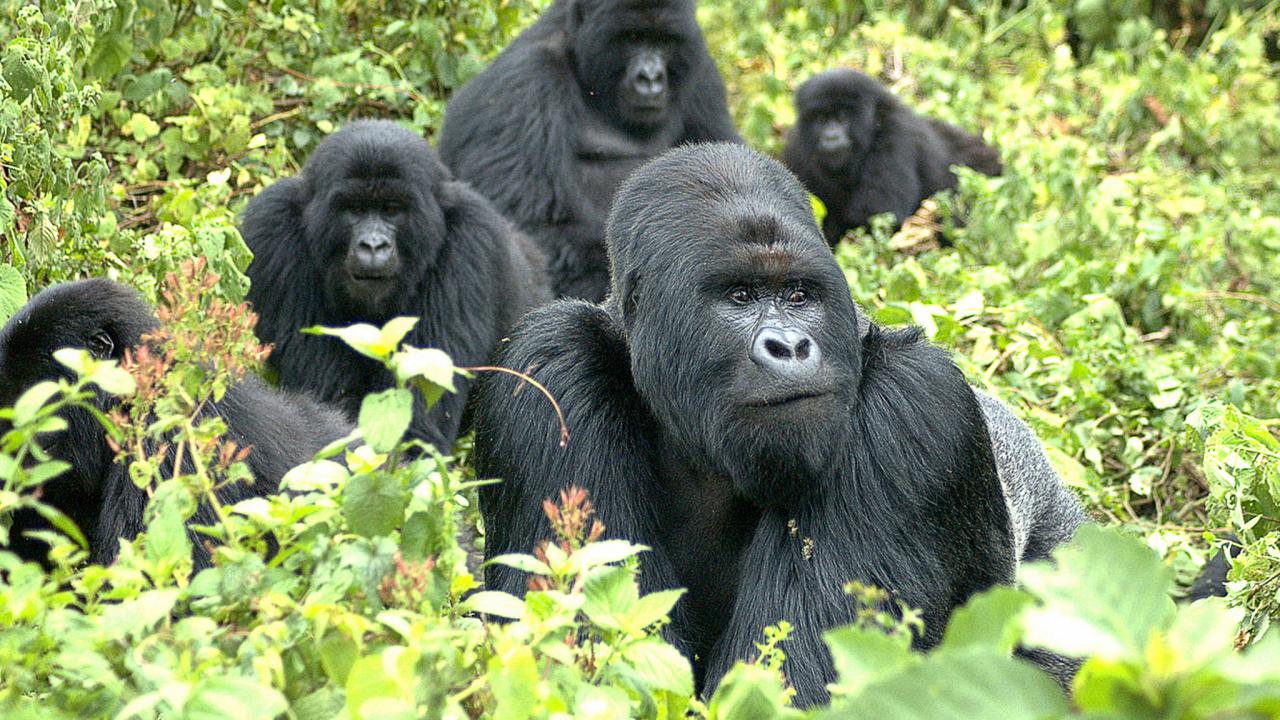 mountain gorilla