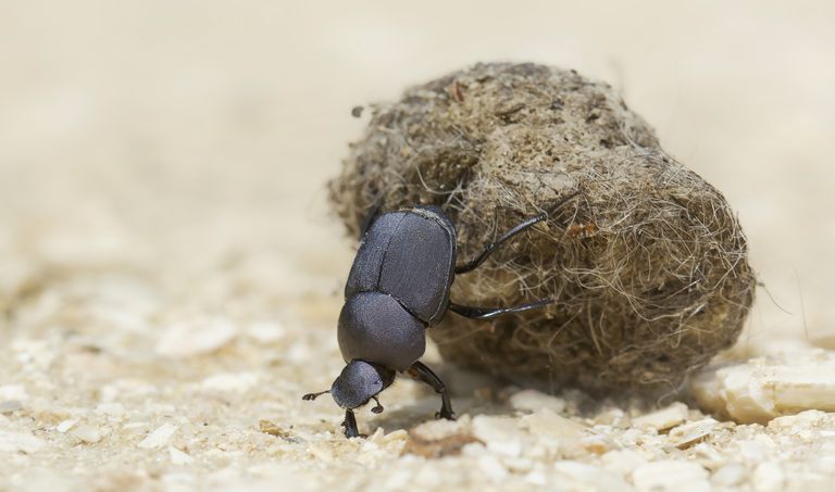 dung beetle