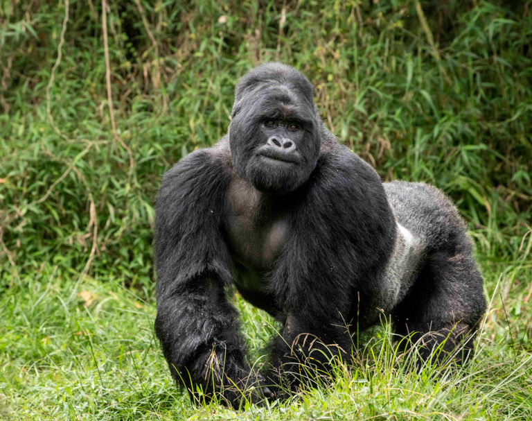 gorilla