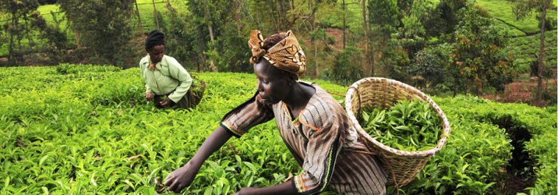 tea picking