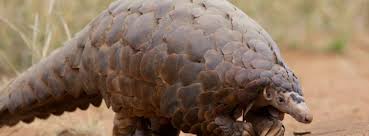 pangolin