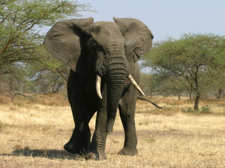 elephant