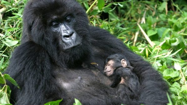 mountain gorilla