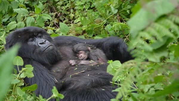 mountain gorilla