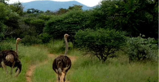 pian upe game reserve