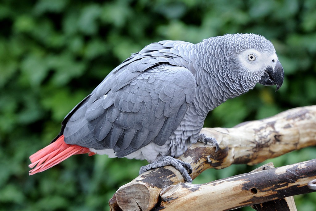 african_grey_parrot