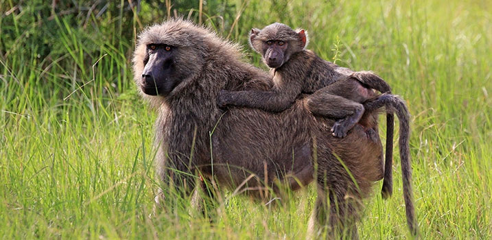 baboons