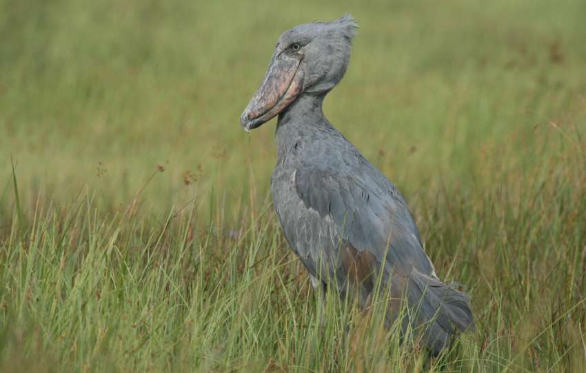 A Shoebill