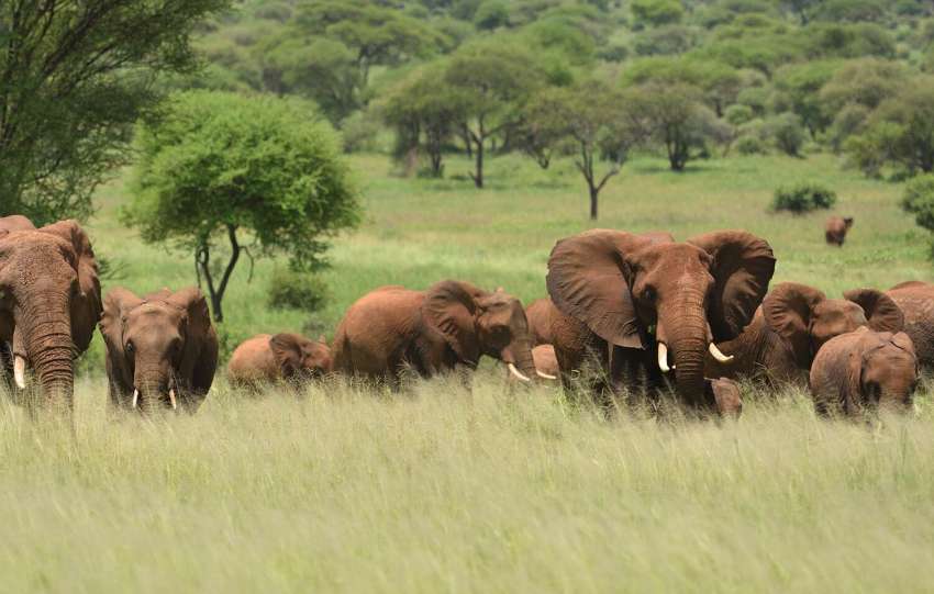 Uganda tourism