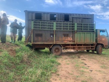 Uganda kob translocation