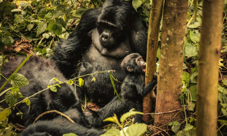 Gorilla-Baby-Boom-in-Bwindi-Impenetrable-Forestssss-750x450-1